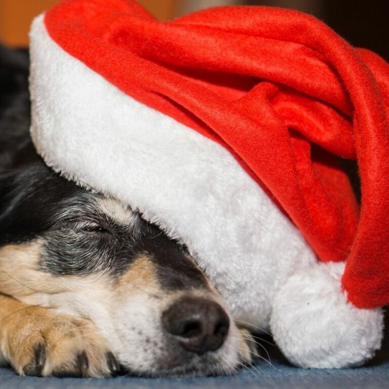Der antspannte Hund mit Nikolausmütze steht für entspannte Weihnachten.